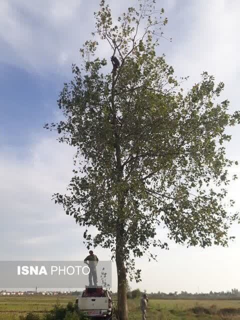 مجوز شکار پرندگان صادر نشده و شکار ممنوع است/هر محیط‌بان به جای چند نفر کار می کند