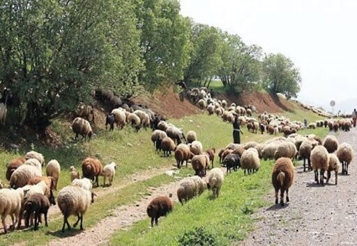 ایستاده در هیرکانی/ جنگل منتظر ماست