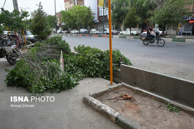 سقوط ۷ اصله درخت در اثر وزش باد/ بازگشایی جاده فومن