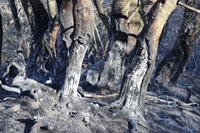 جنگلهای آغوزبن همچنان در آتش میسوزد