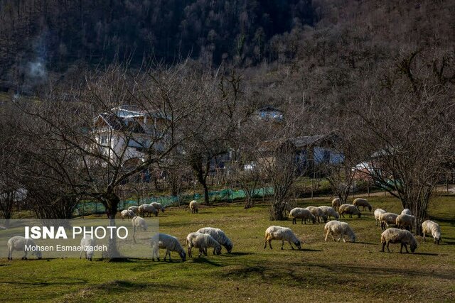 بازتاب پروژه تحقیقاتی پژوهشگر گیلانی در سایت جهانی دام های جهان