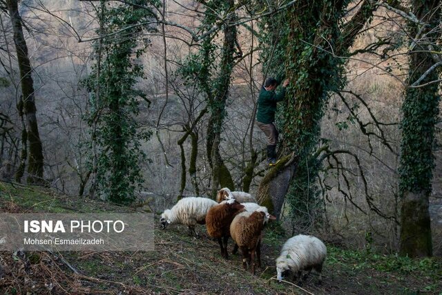 بازتاب پروژه تحقیقاتی پژوهشگر گیلانی در سایت جهانی دام های جهان