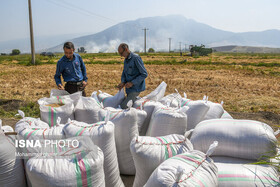 آغاز خرید ۱۰ هزار تنی برنج از شالیکاران گیلانی