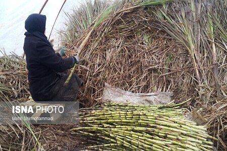 آغاز برداشت نیشکر از مزارع املش آغاز برداشت نیشکر از مزارع املش