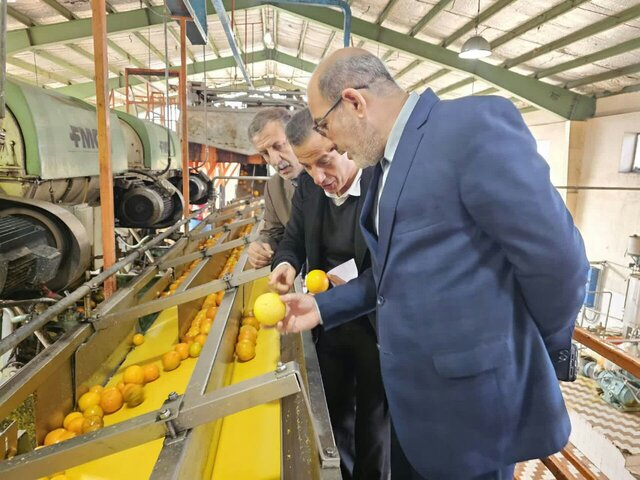 کشت ۵۵۰۰ هکتاری مرکبات در رودسر / سال پرباری داریم