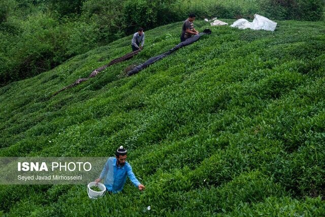 تبدیل روستاهای گیلان به سکونتگاه افراد غیربومی