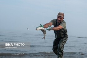 ۶۱۰ تن انواع ماهی استخوانی در تور صیادان گیلانی
