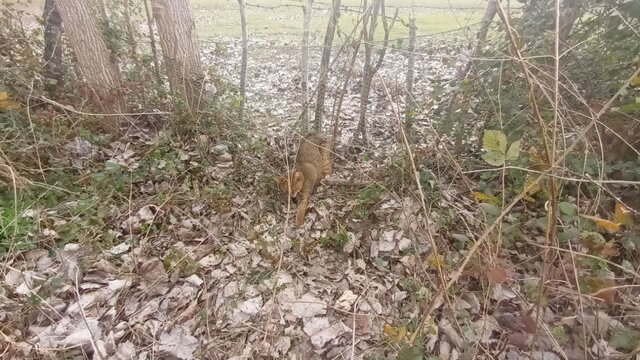 نجات گربه جنگلی «پیچاشال» از تله سیمی