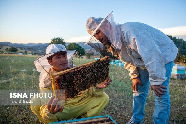 سرشماری بیش از ۴۵۰۰ زنبورستان در گیلان