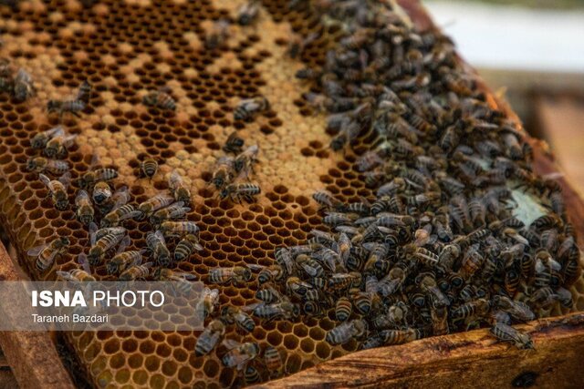 سرشماری بیش از ۴۵۰۰ زنبورستان‌ در گیلان