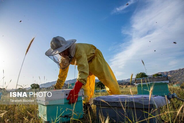 سرشماری بیش از ۴۵۰۰ زنبورستان در گیلان