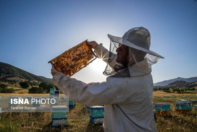 سرشماری بیش از ۴۵۰۰ زنبورستان‌ در گیلان