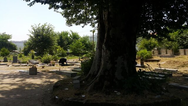 «آقادار» بازتاب فرهنگ مردم گیلان در حفظ درختان است