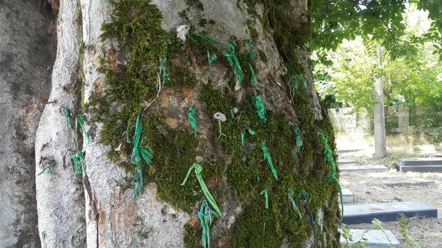 «آقادار» بازتاب فرهنگ مردم گیلان در حفظ درختان است