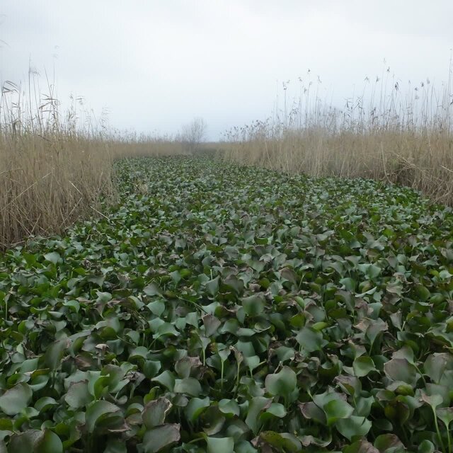 پاکسازی شرق تالاب بینالمللی انزلی از سنبل آبی