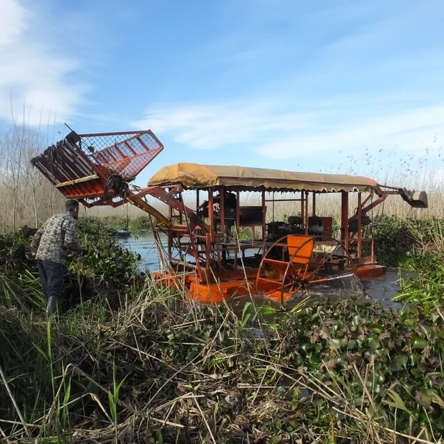 پاکسازی شرق تالاب بینالمللی انزلی از سنبل آبی