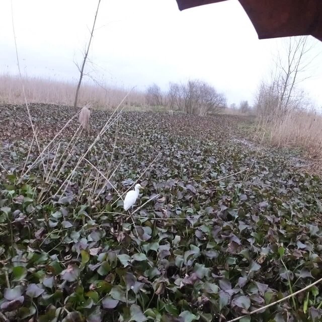 پاکسازی شرق تالاب بینالمللی انزلی از سنبل آبی