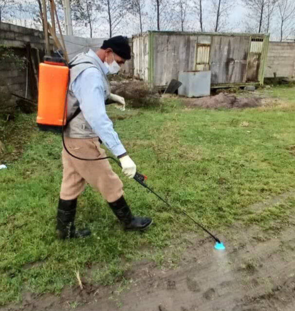 پلیکان های صومعه سرا در دام آنفلوآنزای پرندگان