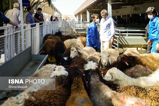 تولید بیش از ۲۳ هزار تن گوشت قرمز در گیلان