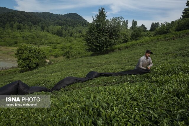 برداشت بالغ بر ۱۱ هزار تنی چای بهاره در گیلان برداشت بالغ بر ۱۱ هزار تنی چای بهاره در گیلان