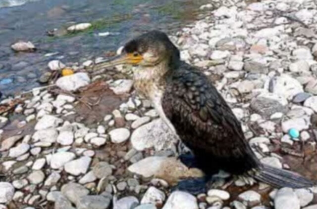 باکلان بزرگ و سارگپه به زیستگاه خود بازگشتند