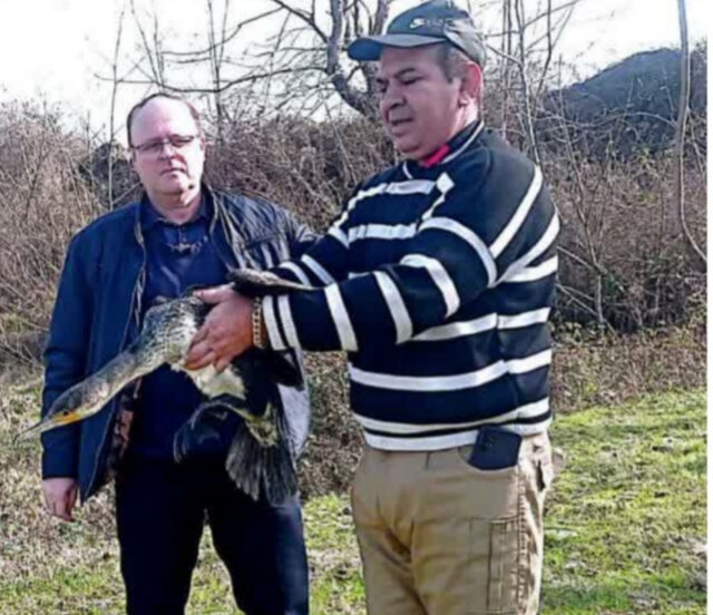 باکلان بزرگ و سارگپه به زیستگاه خود بازگشتند