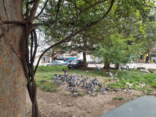 گذر از پاییزان و درختان سبز آزاد رشت