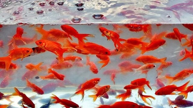 آنچه باید در مورد ماهی قرمز بدانیم آنچه باید در مورد ماهی قرمز بدانیم