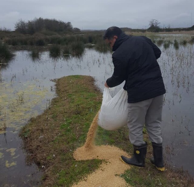 دانه پاشی در حاشیه امن تالاب بوجاق