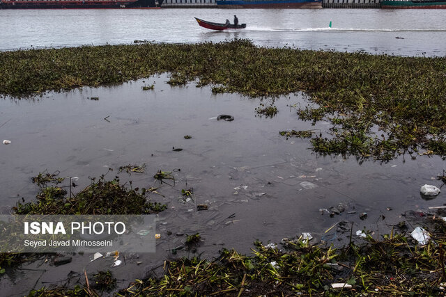 تالاب بینالمللی انزلی؛ اکوسیستم کم نظیر و زیستگاه مهم پرندگان در خاورمیانه