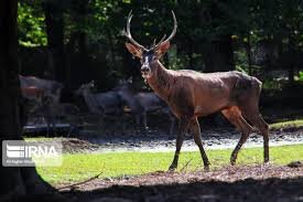 بر بلندای قلعه صلصال تا سورتمه سواری در جنگل های سیاه داران