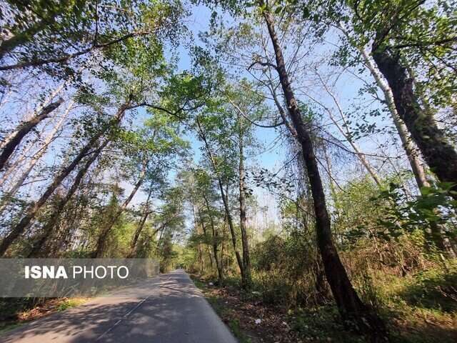 پیاده روی بر پل چوبی کیاشهر و زیارت مزار دکتر محمدمعین