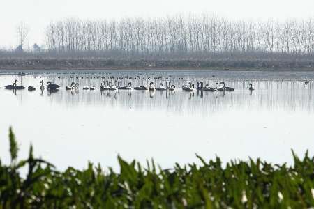 پناهگاه حیات وحش سلکه؛ تالابی دائمی با آب شیرین