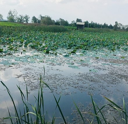 پناهگاه حیات وحش سلکه؛ تالابی دائمی با آب شیرین