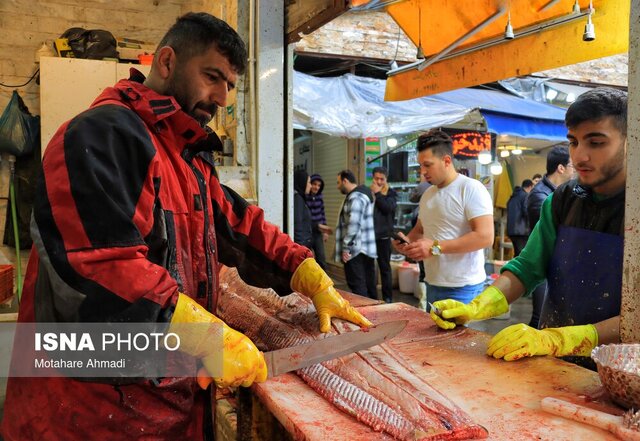 بازار ماهی فروشان رشت و تب خرید ماهی سفید در آخرین روزهای صید