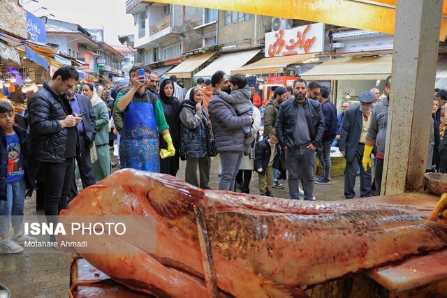 بازار ماهی فروشان رشت و تب خرید ماهی سفید در آخرین روزهای صید