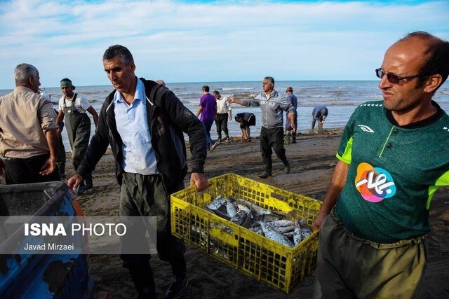 ۳۰۰۰ تن، ماهی در تور پرههای گیلان/ بندرانزلی و رودسر پیشتاز افزایش صید بودند