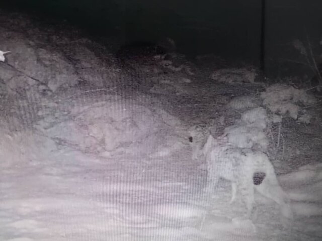 مشاهده ۲ قلاده سیاهگوش در زیستگاههای رودسر مشاهده ۲ قلاده سیاهگوش در زیستگاههای رودسر