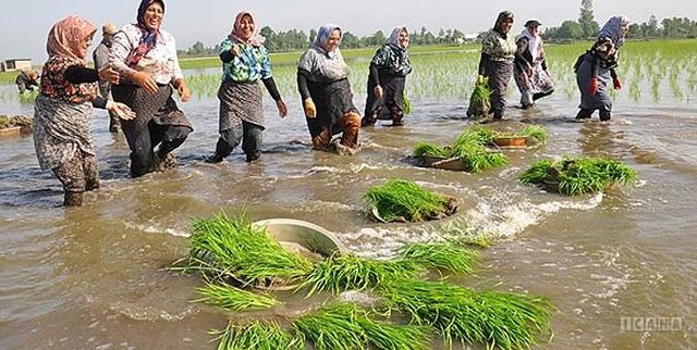 «مادرِ رنج برنج» و ترانه های فولکلوریک شالیزار