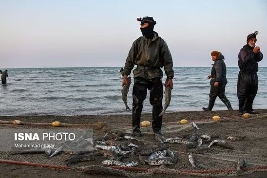 تمدید فصل صید برای پرههای فعال گیلان