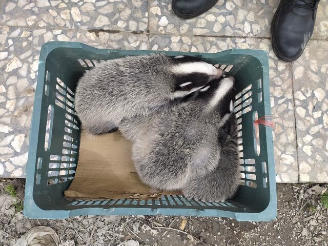 رهاسازی ۴ گورکن در عرصههای طبیعی رشت