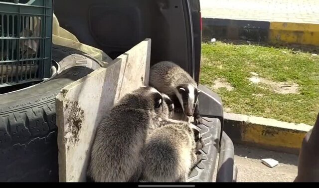 رهاسازی ۴ گورکن در عرصههای طبیعی رشت