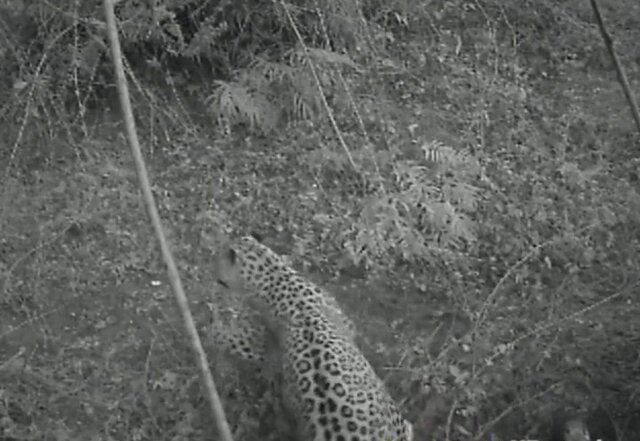 ثبت تصاویر تغذیه ۲ پلنگ ایرانی از لاشه شکار شده در شفت