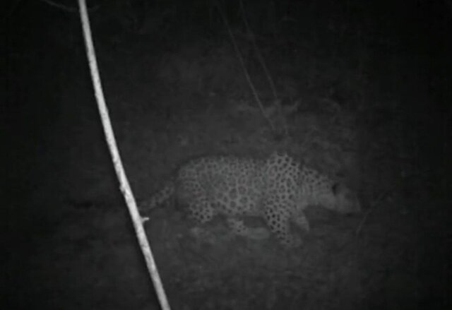 ثبت تصاویر تغذیه ۲ پلنگ ایرانی از لاشه شکار شده در شفت