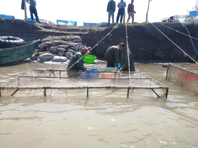 تداوم نظارت یگان حفاظت محیط زیست بر زیستگاه اصلی زادآوری ماهیان خزری