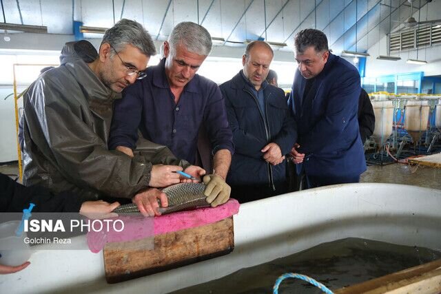 گیلان دارای بیشترین تعداد مزارع آبزیپروری کشور است