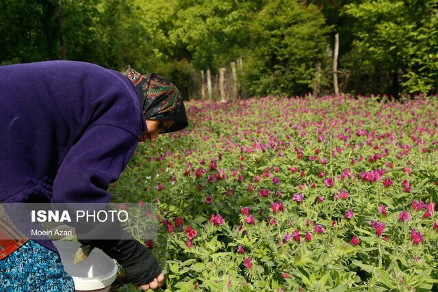 نگین بنفش گیلان چیده می شود