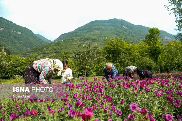 نگین بنفش گیلان چیده می شود