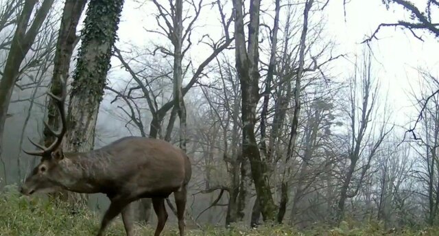 گشت و گذار مرال قرمز در دل ارتفاعات سبز رودبار