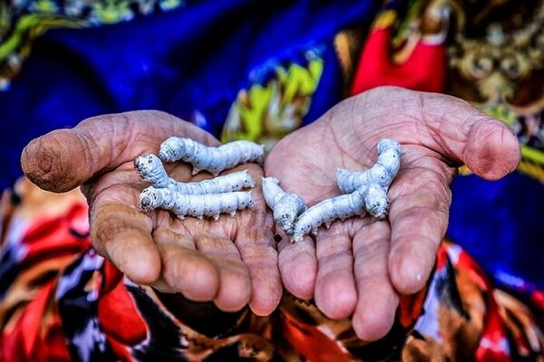 توزیع ۱۵ هزار جعبه تخم نوغان در گیلان/ خرید پیله تر در مراکز اتحادیه تعاون روستایی توزیع ۱۵ هزار جعبه تخم نوغان در گیلان/ خرید پیله تر در مراکز اتحادیه تعاون روستایی